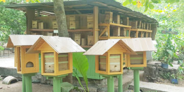 IIAP retoma proyecto de abejas nativas sin aguijón