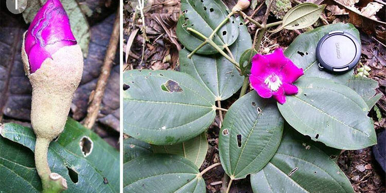 Nueva especie de árbol del Chocó