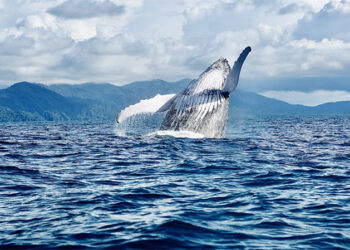 Galería fotográfica sobre las ballenas en Nuquí