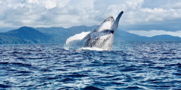 Galería fotográfica sobre las ballenas en Nuquí
