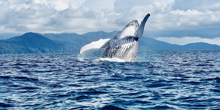 Galería fotográfica sobre las ballenas en Nuquí