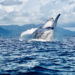 Galería fotográfica sobre las ballenas en Nuquí