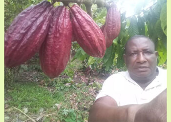 Aníbal Martínez, cultivador de aguacate criollo, coco y cacao en Istmina.