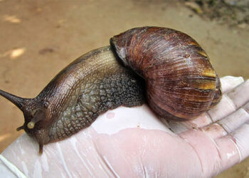 Campaña de control del caracol gigante africano en Quibdó