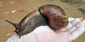 Campaña de control del caracol gigante africano en Quibdó