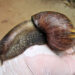 Campaña de control del caracol gigante africano en Quibdó