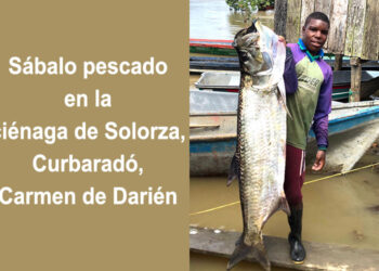 Sábalos de cien libras en Carmen de Darién