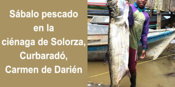 Sábalos de cien libras en Carmen de Darién
