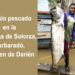Sábalos de cien libras en Carmen de Darién