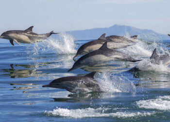Ballenas y delfines, cetáceos encantadores