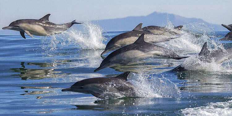 Ballenas y delfines, cetáceos encantadores