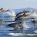Ballenas y delfines, cetáceos encantadores