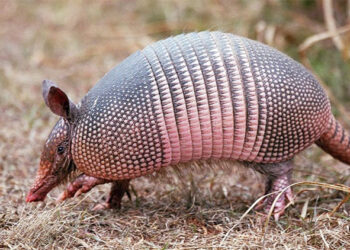 Cuidemos a los armadillos: ayudan a equilibrar los ecosistemas