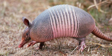 Cuidemos a los armadillos: ayudan a equilibrar los ecosistemas