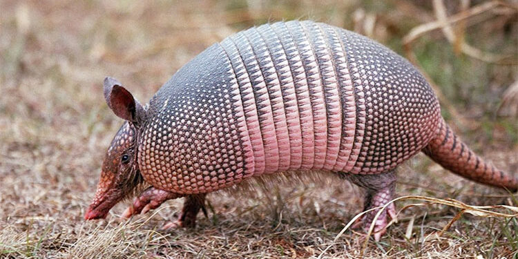 Cuidemos a los armadillos: ayudan a equilibrar los ecosistemas