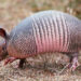 Cuidemos a los armadillos: ayudan a equilibrar los ecosistemas