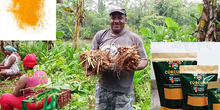 Harina de cúrcuma en Bojayá