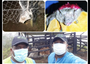 Siguen capturas de murciélagos hematófagos en Nóvita para prevenir la rabia