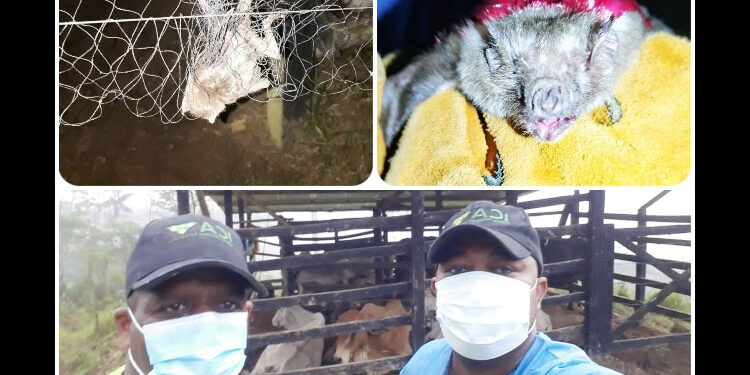 Siguen capturas de murciélagos hematófagos en Nóvita para prevenir la rabia