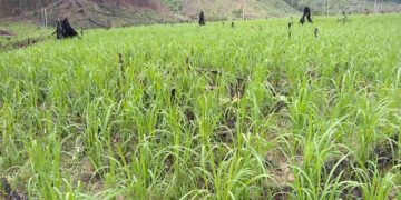 Carmen de Darién: $ 4.205 millones para proyecto de arroz y cedro