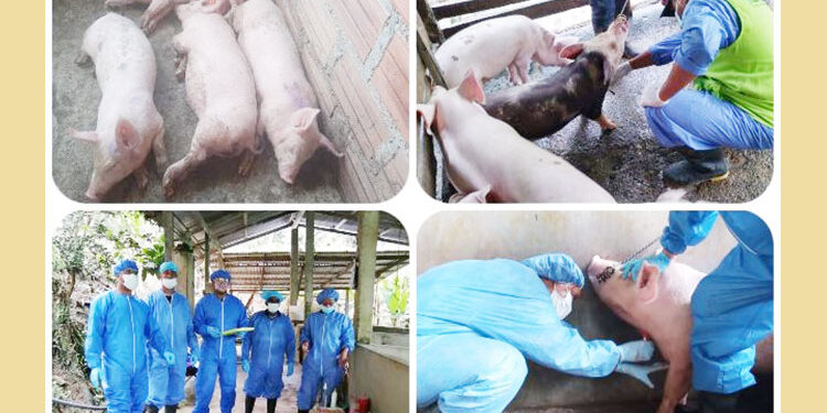 Realizan muestreo para confirmar ausencia de peste porcina clásica