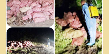 Decomisan 11.000 cormos de plátano en el municipio de Atrato