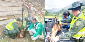 Sanan y liberan a un venado herido