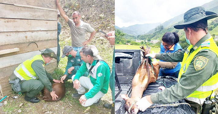 Sanan y liberan a un venado herido