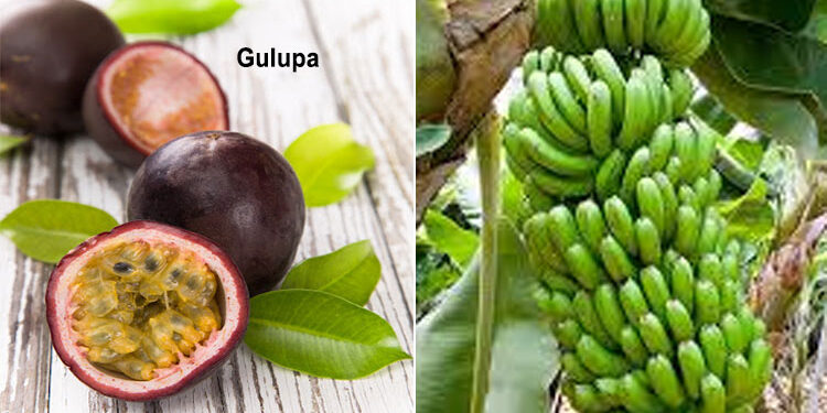 Productores del Chocó registran sus predios ante el ICA como exportadores