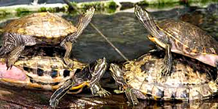 Incautan 34 tortugas en Tutunendo