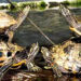 Incautan 34 tortugas en Tutunendo