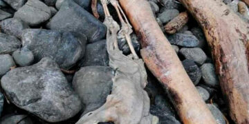 Desde Uzbekistán piden datos del naufragio en Bahía Solano
