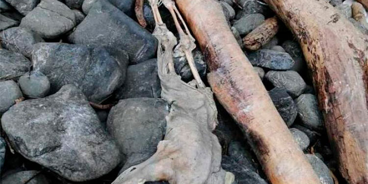 Desde Uzbekistán piden datos del naufragio en Bahía Solano