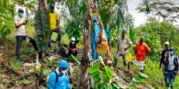 Productores de Lloró se actualizan en la erradicación del Moko del plátano