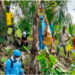 Productores de Lloró se actualizan en la erradicación del Moko del plátano