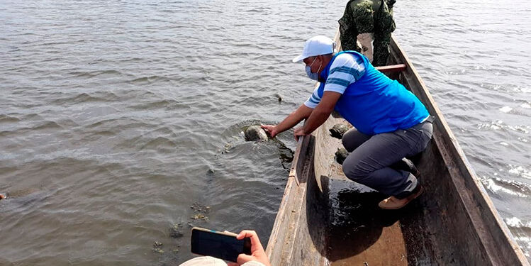 Incautan 16 tortugas y las regresan a su hábitat
