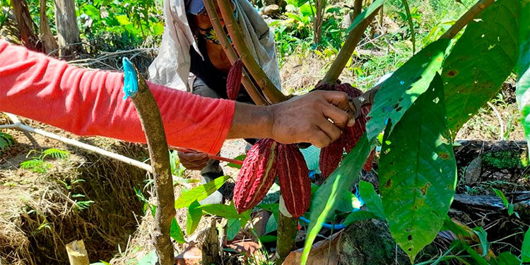 Lloró: Compañía Nacional de Chocolates capacita a productores de cacao
