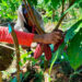 Lloró: Compañía Nacional de Chocolates capacita a productores de cacao