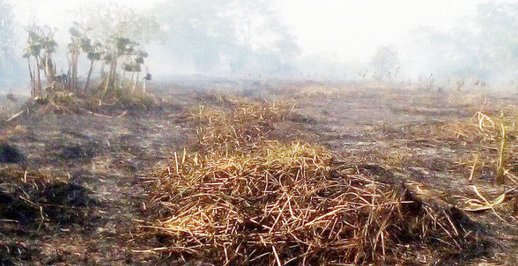 Contraloría: ‘Codechocó incumple en tema de deforestación’