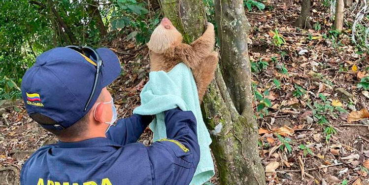 Acandí: reintegran a un oso perezoso a su hábitat natural en Sapzurro
