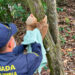 Acandí: reintegran a un oso perezoso a su hábitat natural en Sapzurro