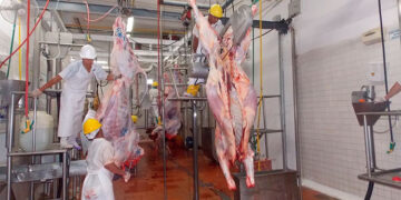Unguía: $ 1.088 millones para una planta de beneficio animal
