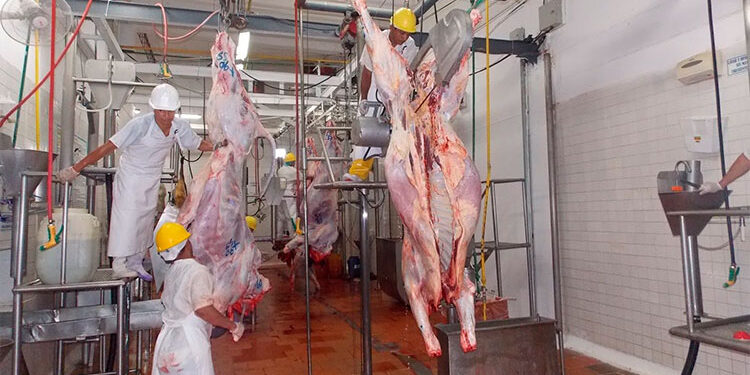 Unguía: $ 1.088 millones para una planta de beneficio animal