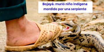 Bojayá: murió niño indígena mordido por una serpiente