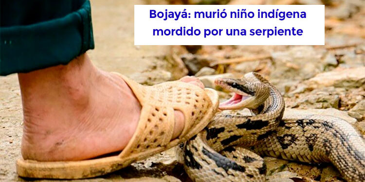 Bojayá: murió niño indígena mordido por una serpiente