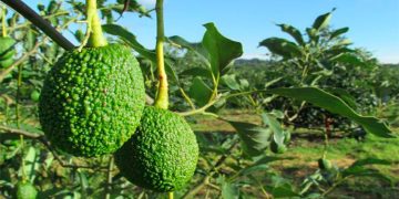 Carmen de Atrato: 5,6 toneladas de aguacate Hass para Holanda