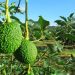 Productores de aguacate Hass de Carmen de Atrato son asesorados por el ICA