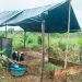 Destruyen 20 laboratorios de coca en Riosucio y Carmen de Darién