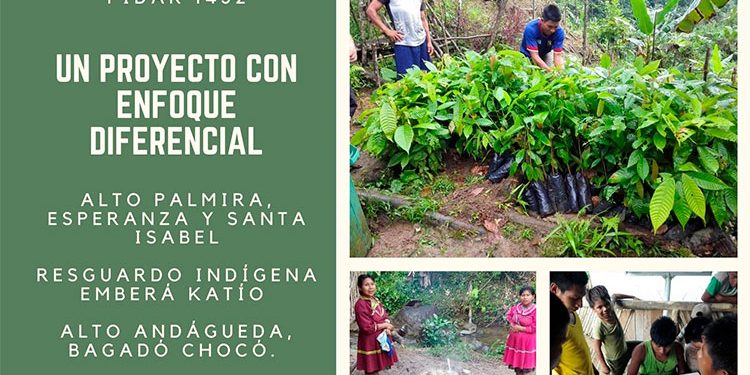 Bagadó: indígenas embera katíos mejoran calidad y producción de maíz, plátano y cacao