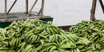 Bojayá: $ 630 millones para proyecto de plátano en comunidades indígenas